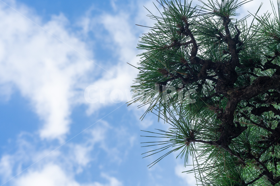 tree,나무,plant,식물,하늘,소나무,sky,파랑,blue
