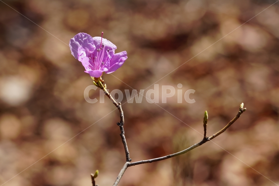 진달래,진달래곷,플라워,flower,식물,plants,나뭇가지,자연,nature,봄꽃,꽃사진,접사,마크로,macro,closeup,클로즈업,풍경,landscape,spring,한국자연,입춘,4월,april,감성,감성사진,힐링,힐링사진,느낌,feel,feeling,snap,스냅,스냅사진,koreanrosebay,참꽃,두견화,자주색,속씨식물,쌍떡잎식물,Rhododendronmucronulatum,낙엽관목,새순,새싹,봄,계절,spring,season,식물,자연,plants,nature,꽃,flower,blossom,geranium,제라늄,plant