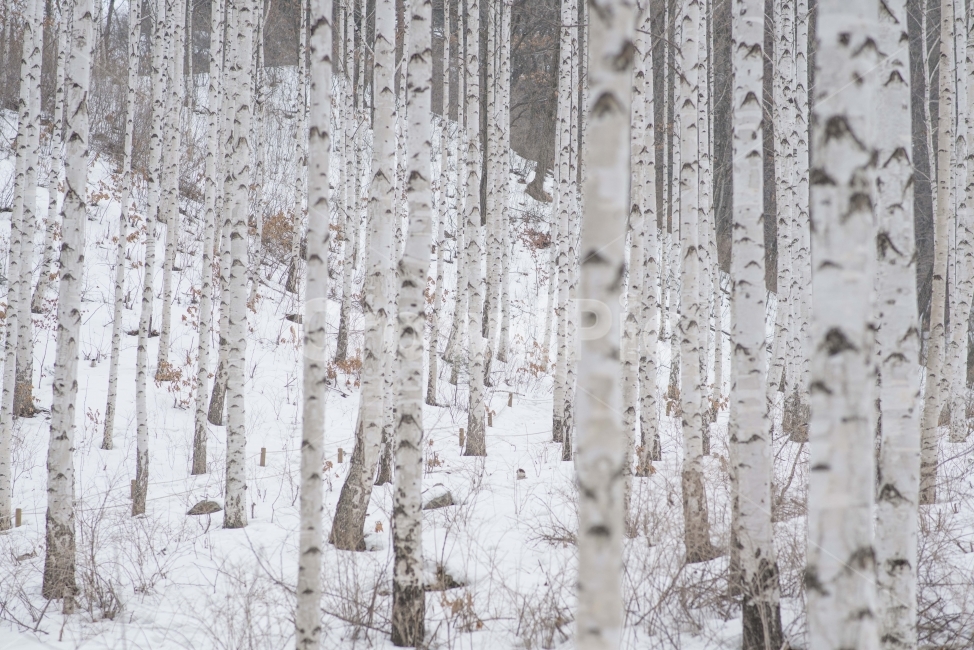 겨울,풍경,숲,나무,자작나무,겨울,계절,winter,season,자연,풍경,nature,landscape,식물,plants,나무,trees,wood,outdoors,옥외,tree,plant,snow,눈,woodland,삼림지,land,땅,vegetation,초목,forest