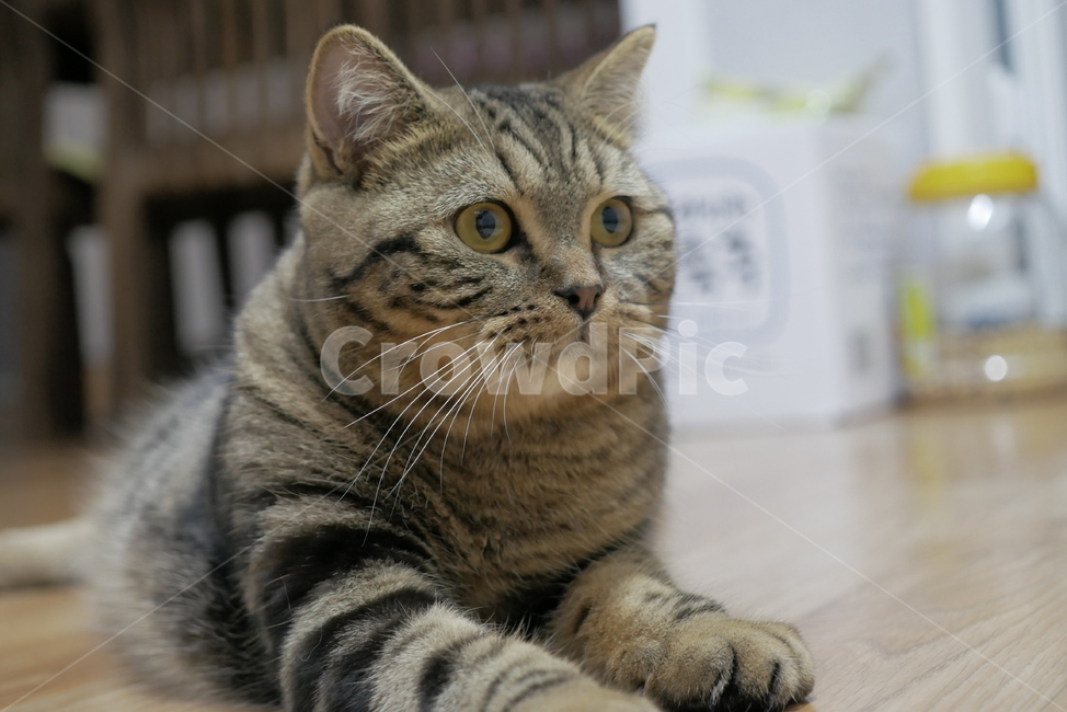고양이,동물,반려동물,애완동물,cat,동물,animal,포유류,mammal,고양이,cat,kitten,kitty
