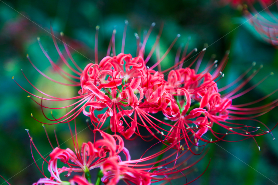 상사화,꽃무릇,꽃,자연,식물,나무,plant,tree,blossom,flower,nature,불갑사,꽃밭,landscape,red,식물,자연,plants,nature,꽃,flower