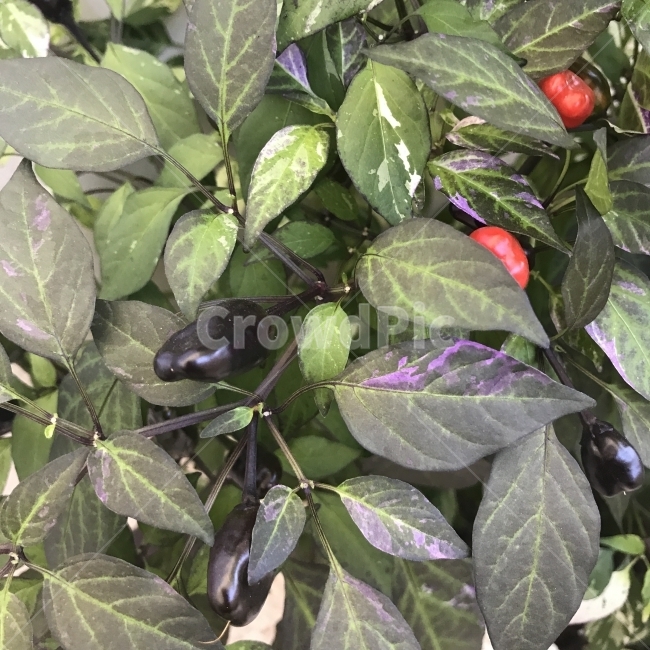 화초하늘고추,화초고추,꽃고추,하늘고추,Solanumcherry,가지과,여러해살이풀,식용,식물,열매,꽃,Flower,식물,자연,plants,nature