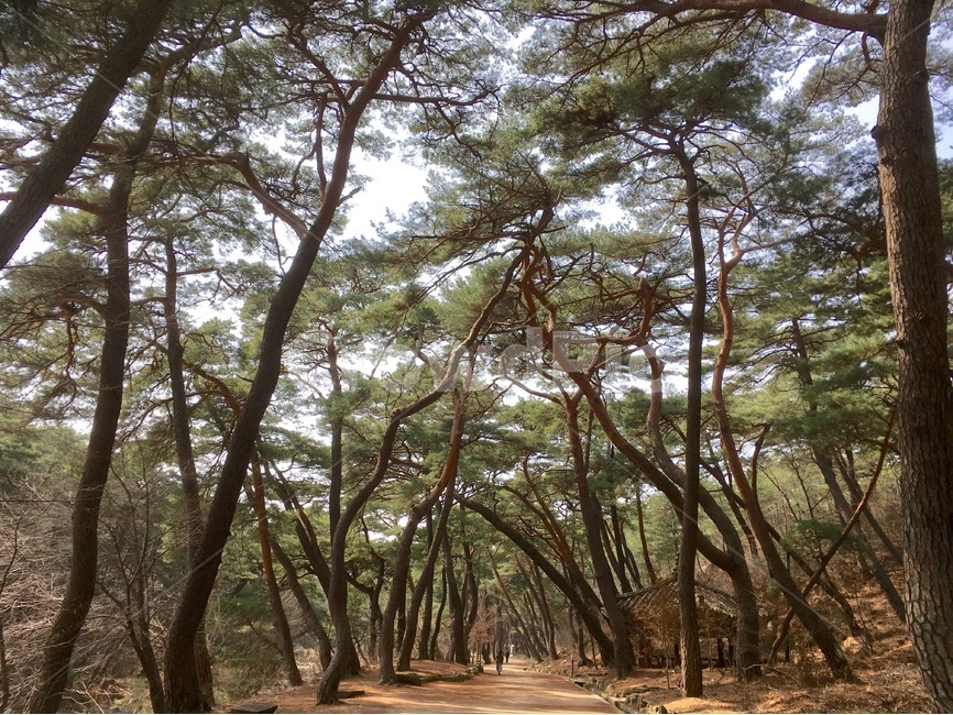나무,숲,소나무,곡선,자연,자연,풍경,nature,landscape,tree,plant,식물,tree trunk,나무 줄기