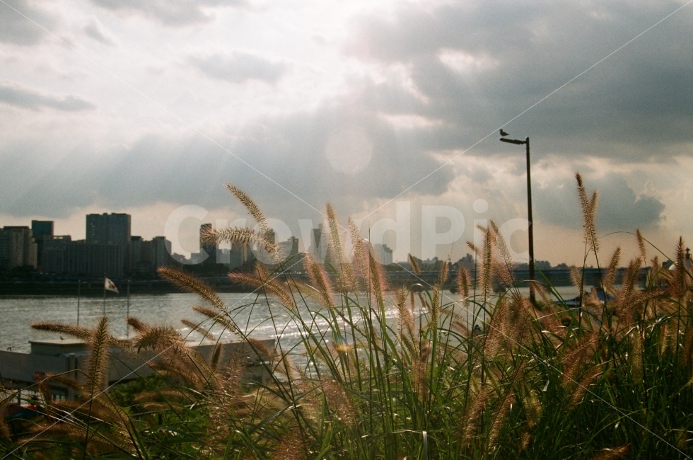 가을,한강,강아지풀,하늘,햇빛,산책,한강공원,도시,풍경,city,landscape,감성,sensible,feeling,plant,식물,grass,잔디,lawn,reed,갈대