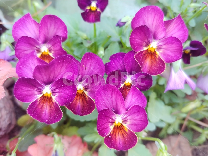 plant,flower,geranium,꽃,blossom,제라늄