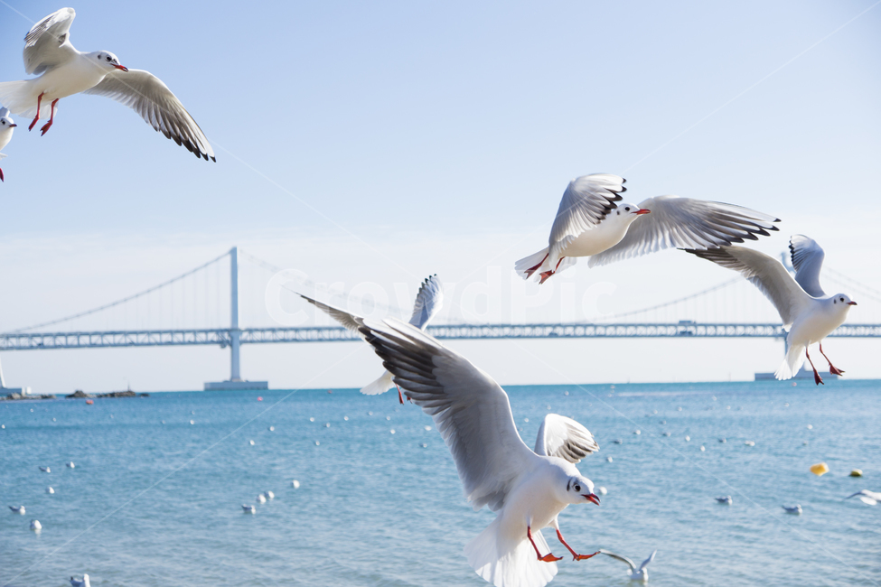 갈매기,새,광안리,조류,무리,동물,animal,조류,새,birds
