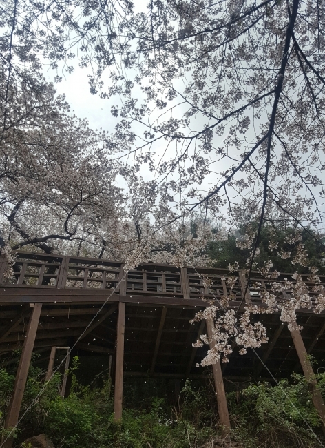 섬진강,벚꽃,벚꽃축제,십리벚꽃길,봄,봄꽃,풍경,바람에흩날리는벚꽃,봄,계절,spring,season,자연,풍경,nature,landscape,식물,plants,꽃,flower