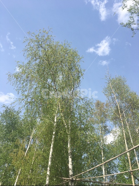 나무,하늘,숲,자연,식물,날씨,햇빛,시원,여름,구름,초록색,초록,그루,tree,sky,forest,nature,plants,weather,sun,summer,cool,cloud,green
