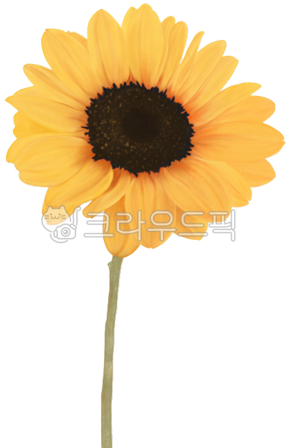 png,background removal,nuki,illustration,element,drawing,hand drawing,picture,graphic,sunflower,watercolor,stem,petal,yellow,sunflower seed,flower drawing,summer,yellow flower,decoration,nature,art,painting,beautiful,sunflower,petal