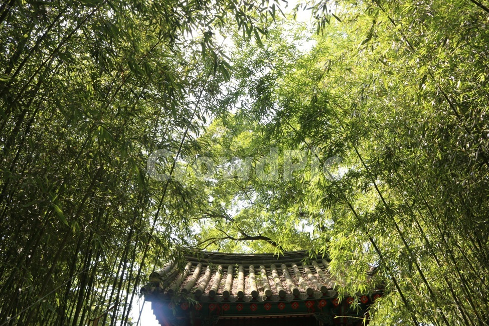 대나무,한옥,자연,힐링,푸른색