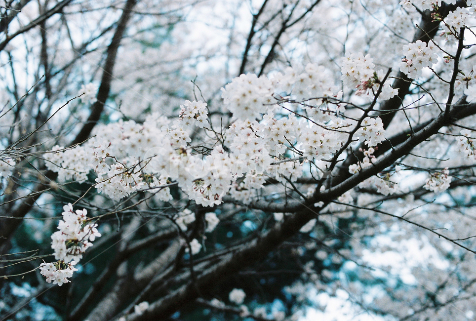 식물,blossom,flower,꽃,벚꽃,봄,sping