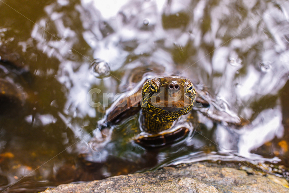 거북,거북이,파충류,동물,연못,turtle,tortoise,reptile,lake,animal,동물,animal,파충류,양서류,reptile,amphibian