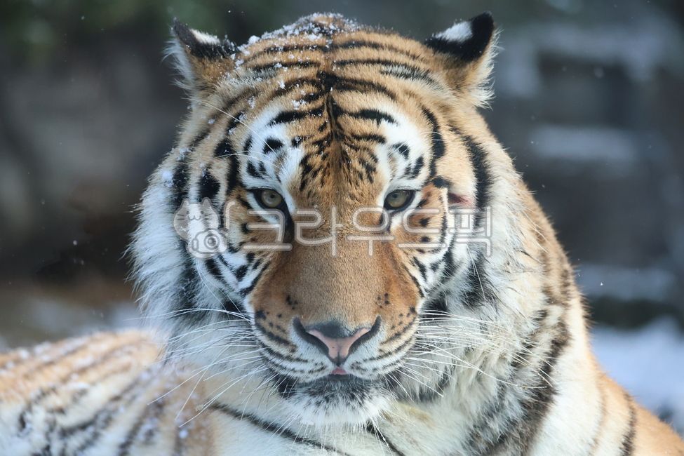 호랑이,한국호랑이,tiger,동물,animal