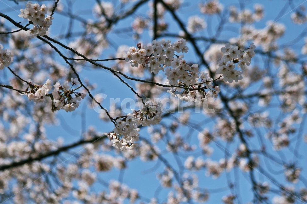 flower,blossom,plant,꽃,식물