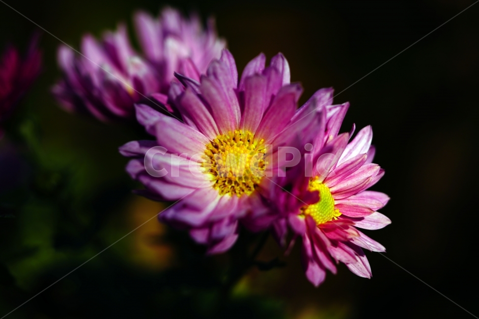 소국,국화,꽃,플라워,flower,식물,plants,자연,nature,가을,autumn,fall,계절,season,경치,풍경,landscape,가을꽃,10월,october,꽃밭,화단,감성,감성사진,느낌,분위기,스냅,스냅사진,snap,snapshot,아름다운,아름답다,예쁘다,예쁜,이쁘다,이쁜,싱싱,꽃사진,꽃잎,식물,자연,plants,nature,꽃,flower