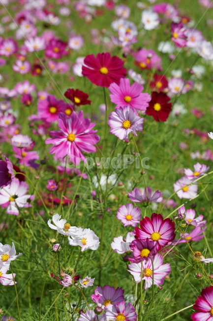 코스모스,꽃,가을,flower,cosmos,autumnflower,purpleflower,pinkflower,purple,pink,nature