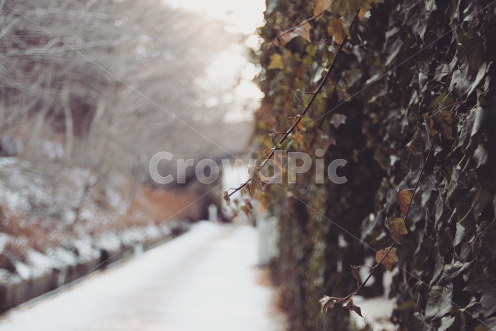 설경,담벼락,담벼락사진,설경사진,아미미술관,겨울,계절,winter,season,식물,자연,plants,nature