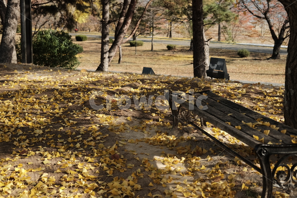 가을,은행나무,감성,가을풍경,자연,경주,가을,계절,fall,autumn,season,furniture,가구,tree,나무,plant,식물,bench,벤치