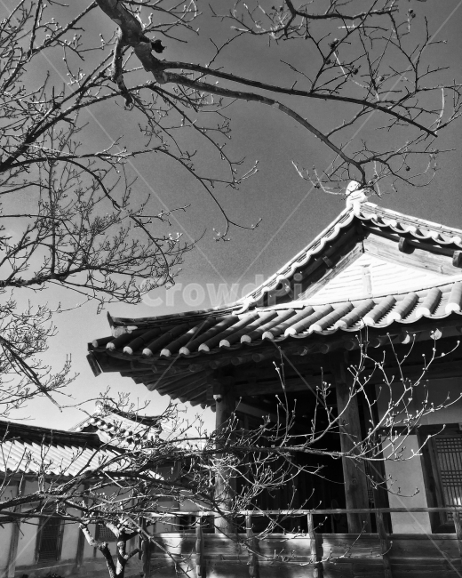 흑백,안동,화회마을,한옥,나무,겨울,한국전통,한국문화,korean traditional,korean culture,흑백,모노톤,monochrome,black and white,건축물,건물외관,exterior,building,structure,architecture,construction
