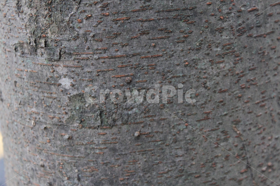나무,벚나무,수피,식물,벚나무수피,자연,식물,자연,plants,nature,나무,trees,wood