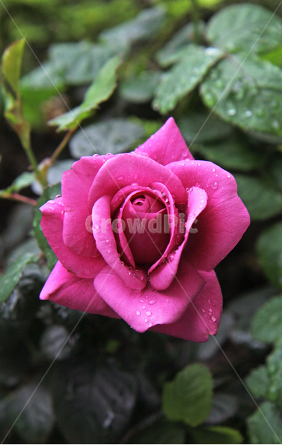장미,빗방울맺힌,장미한송이,rose,flower,꽃,blossom,plant,식물,한송이꽃,활짝핀,식물,자연,plants,nature,꽃,flower