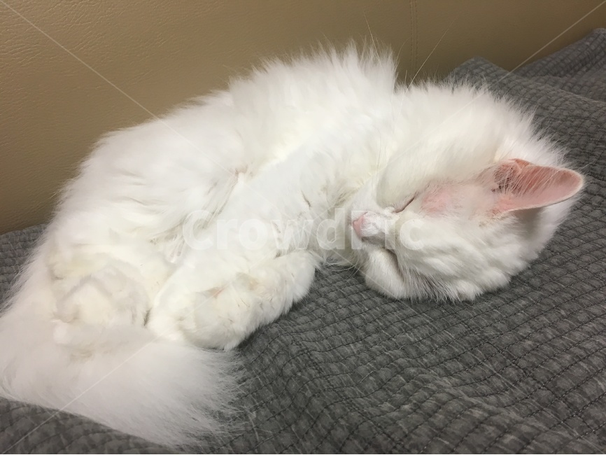 고양이,터키시앙고라,cat,pet,반려동물,동물,animal,포유류,mammal,고양이,cat,kitten,kitty