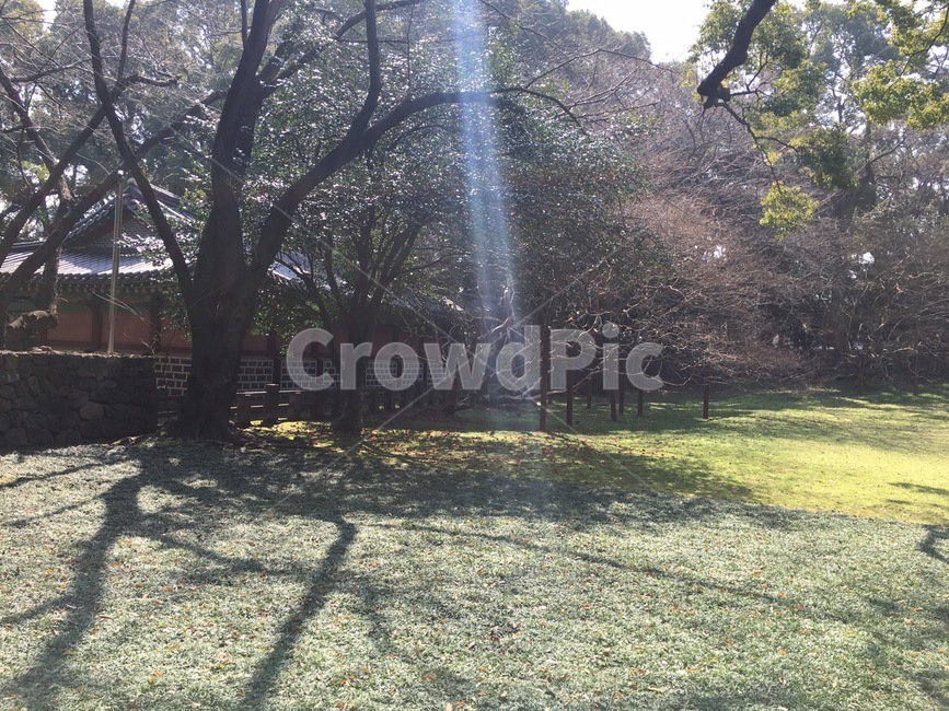 제주,삼성혈,잔듸,나무,해,빛,자연,풍경,nature,landscape,tree,plant,식물,tree trunk,나무 줄기