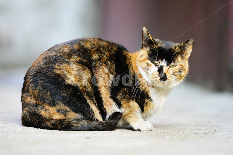 고양이,길고양이,길냥이,야옹이,냐옹이,냥냥이,반려묘,애완묘,반려동물,애완동물,야생동물,펫,캣,mammal,animal,pet,cat,동물,animal,포유류,mammal,고양이,cat,kitten,kitty