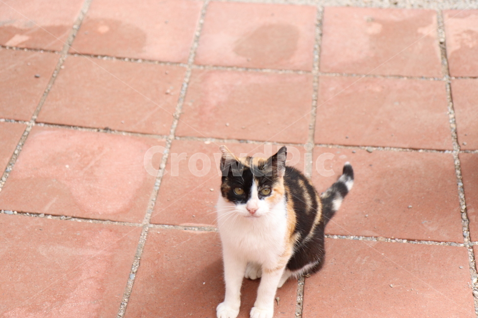 길고양이,고양이,멍,타일,줄무늬,동물,animal,포유류,mammal,고양이,cat,kitten,kitty