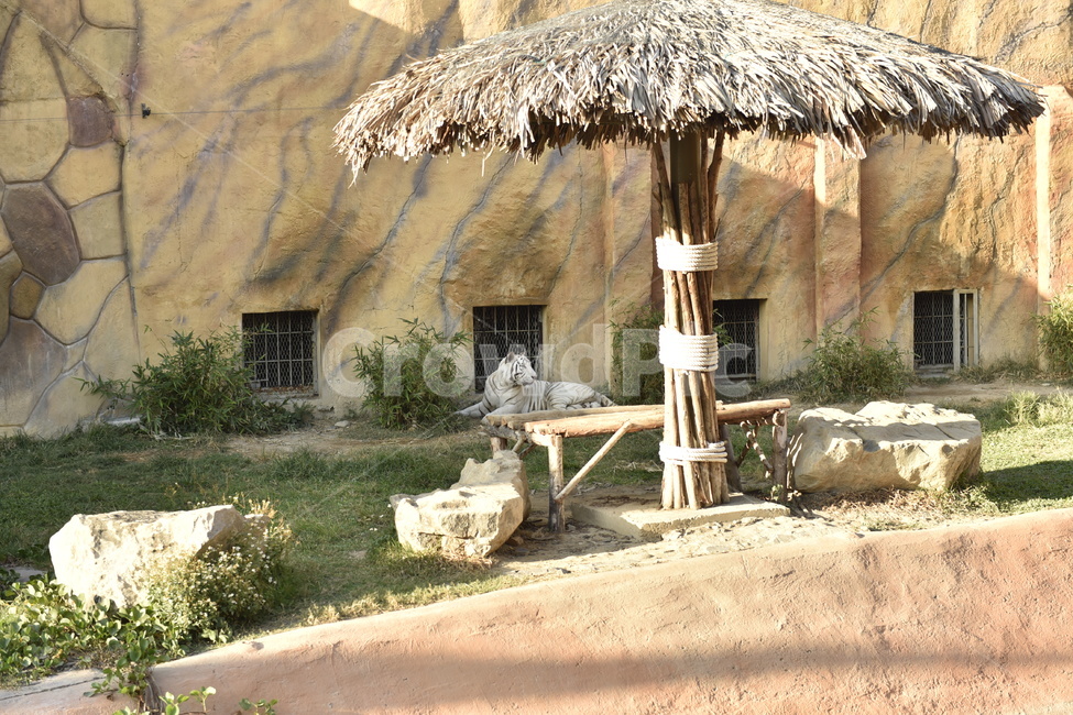 호랑이,동물,동물원,zoo,animal,동물,animal,포유류,mammal