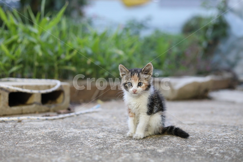 고양이,야옹이,동물,새끼고양이,길냥이,동물,animal,포유류,mammal,고양이,cat,kitten,kitty