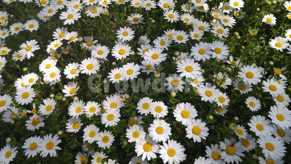 꽃,하얀꽃,봄,꽃밭,자연