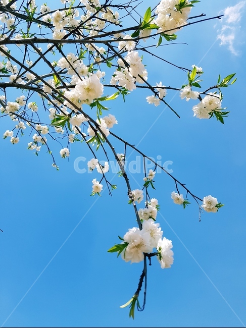 백매화,꽃,봄,흰색,파랑하늘,풍경,식물,자연,plants,nature,꽃,flower