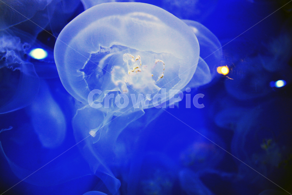 수족관,물고기,동물,해양,생물,심해,바다,sealife,해파리,invertebrate,jellyfish,무척추동물,swimming,aquarium,동물,animal