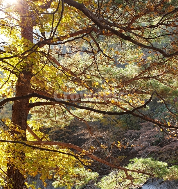 가을,햇빛,노란색,물든나무,나무,따사로움,햇살,등산,등산길,계곡,선선함,낙옆