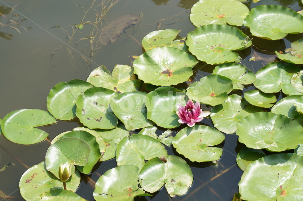 연못,연꽃,연두색,여름,summer,자연,nature,식물,자연,plants,nature,꽃,flower