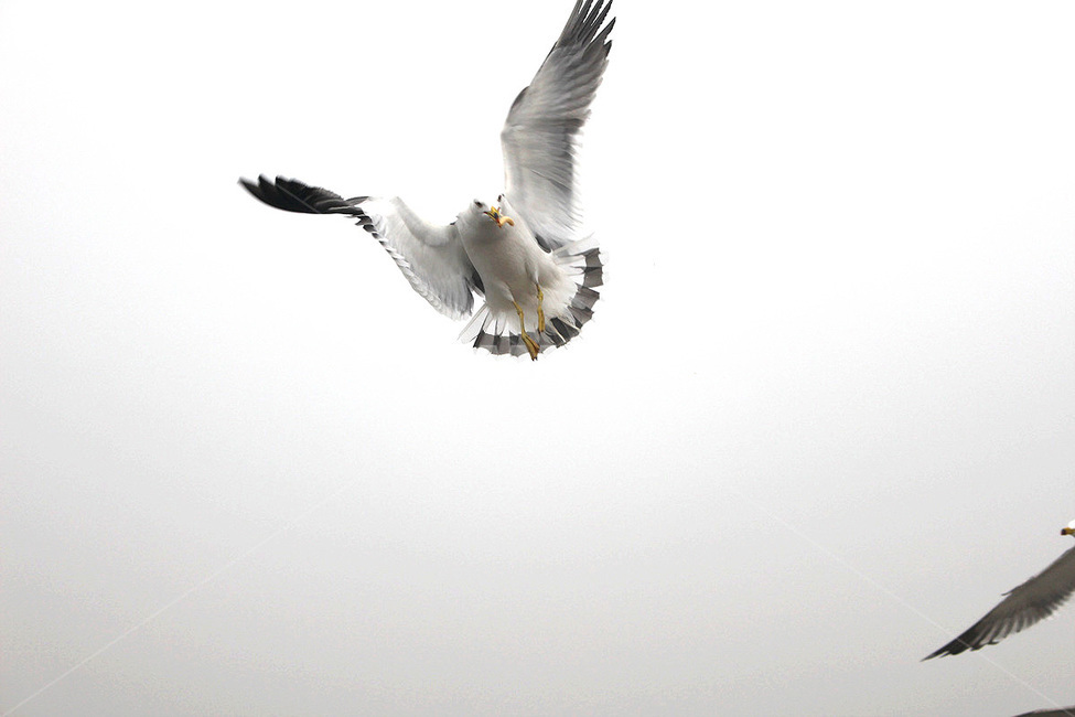 animal,동물,bird,새,flying,나는,갈매기,seagull,바닷가,동물,animal,조류,새,birds