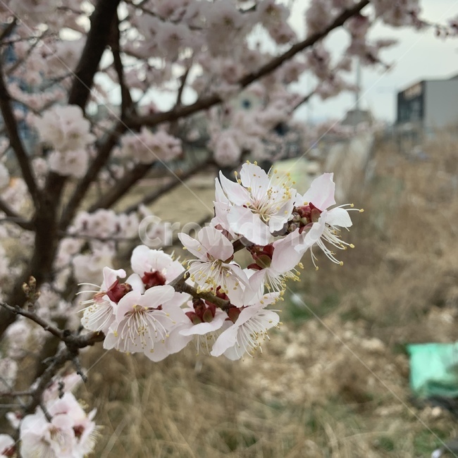 복사꽃,나무,꽃,봄,자연
