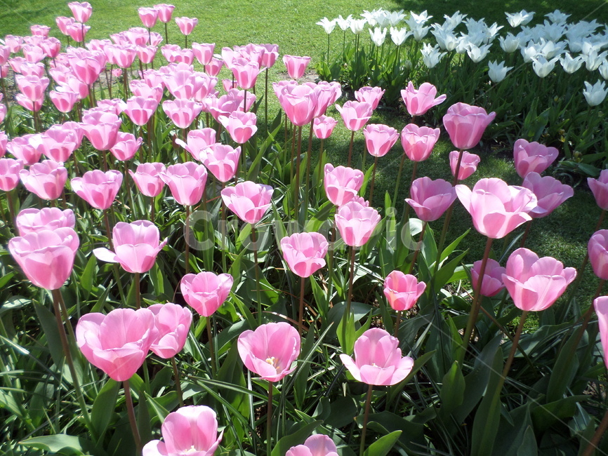 튤립,네덜란드,tulip,flower,color,식물,자연,plants,nature,꽃,flower