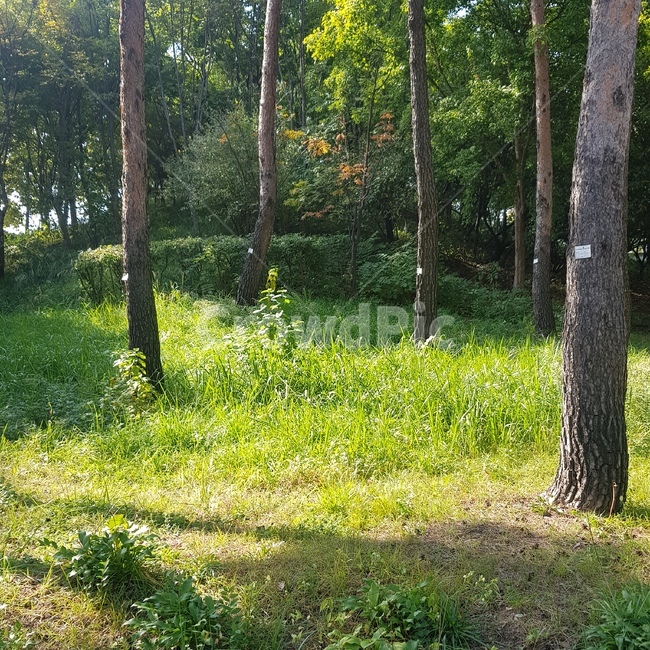 나무,공원,숲,풀,잔디