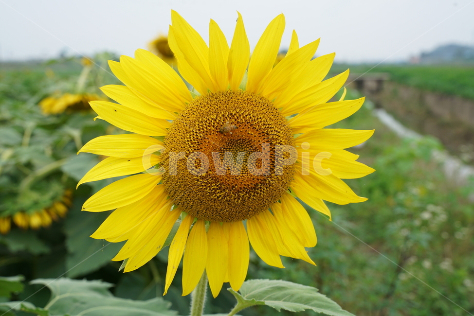 해바라기,국화과,식물,해바라기꽃,두상화,규화,항일화,sunflower,식물,자연,plants,nature,꽃,flower