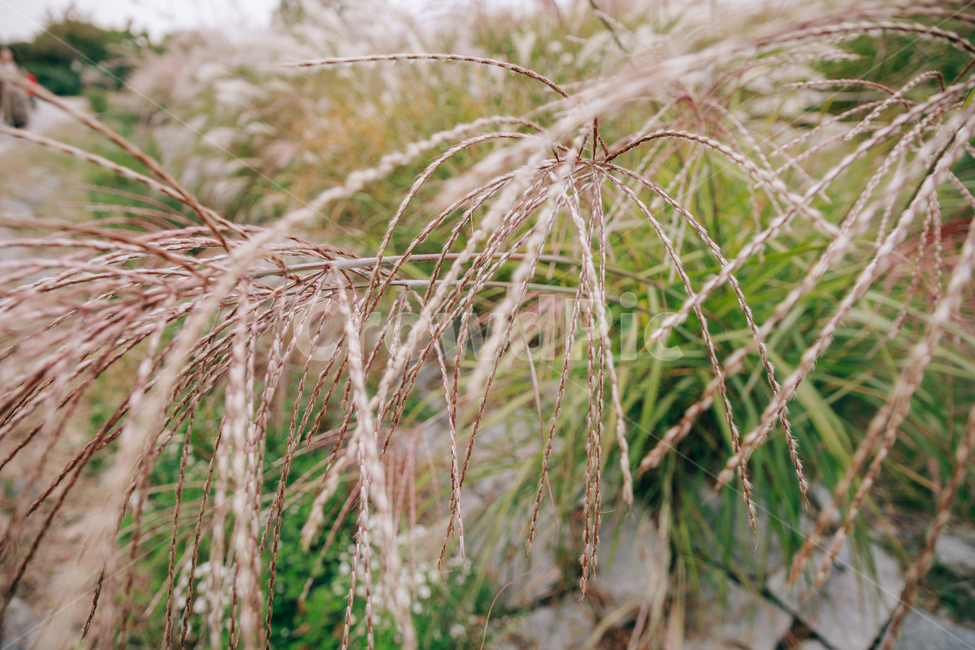 갈대,가을,식물,자연,초록,억새,가을,계절,fall,autumn,season,식물,자연,plants,nature,plant,grass,잔디,tree,나무