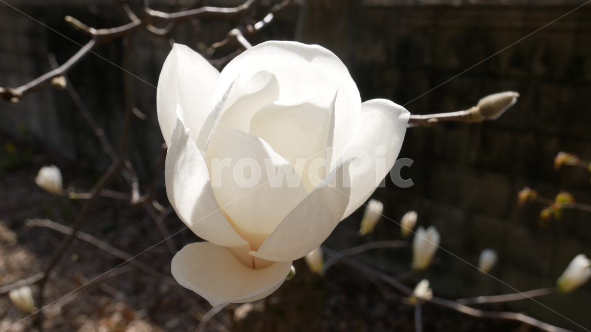 목련,꽃,봄꽃,식물,나무,목련꽃,flower