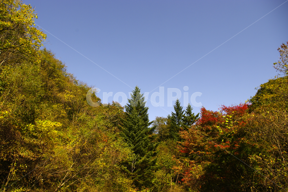가을,단풍,산,숲,나무,가을,계절,fall,autumn,season,tree,plant,식물,fir,전나무