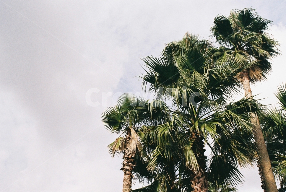 감성,야자수,나무,바람,제주,식물,자연,plants,nature,나무,trees,wood,감성,sensible,feeling