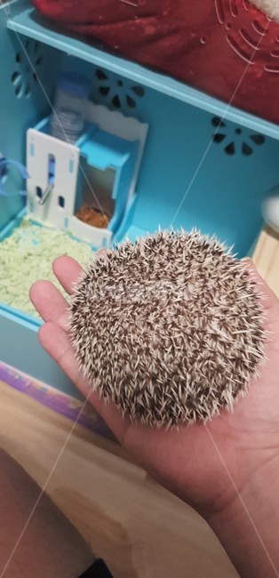고슴도치,반려동물,애완동물,hedgehog,고슴도치가시,낯설다