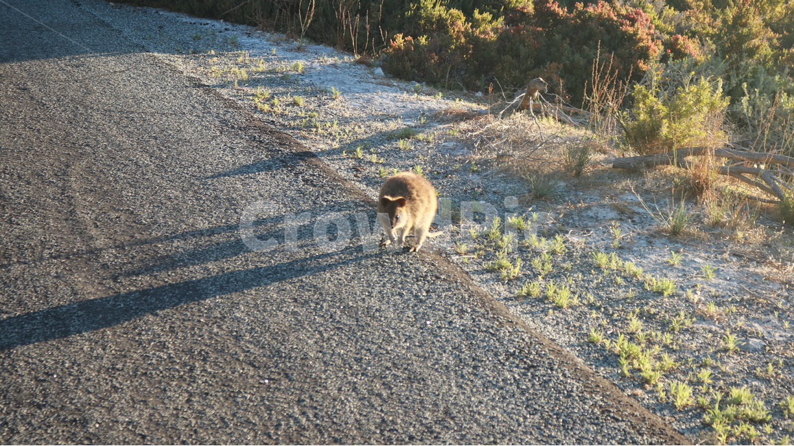 쿼카,행복한동물,친구,귀여운,친근한,동물,animal,포유류,mammal