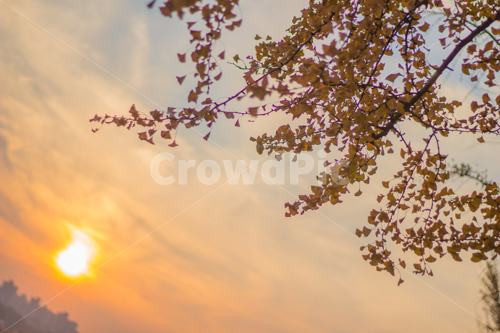 은행나무,은행잎,가을,자연,autumn,fall,ginkgo,yellow,은행,가을,계절,fall,autumn,season,plant,식물,flower,꽃,blossom