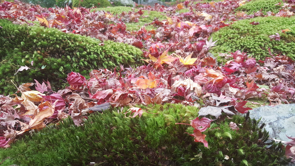 풍경,꽃,대나무,낙엽,정원,가을,계절,fall,autumn,season,leaf,잎,plant,식물,tree,나무