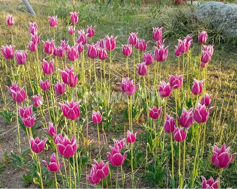 튤립,tulip,백합과,식물,꽃,구근초,여러해살이화초,식물,자연,plants,nature,꽃,flower